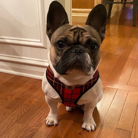 Meet your Posher, Andria - Picture 2 of 3